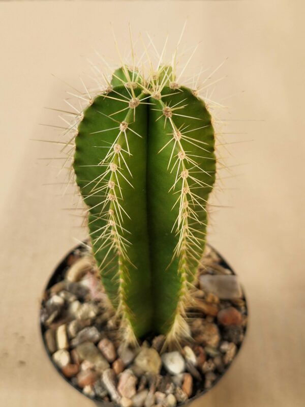 Cereus sp