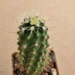 Echinocereus sp