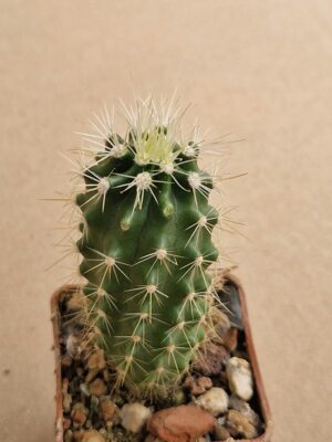 Echinocereus sp