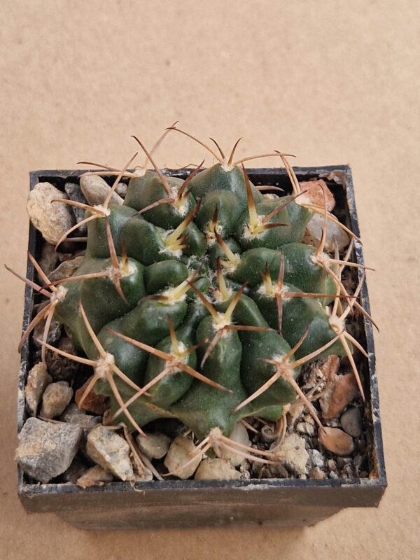 Gymnocalycium tudae