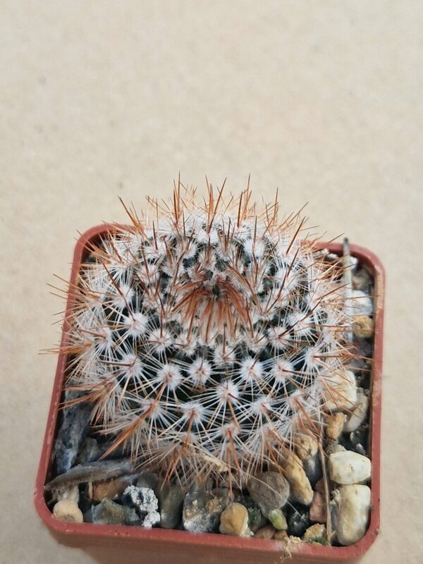 Notocactus sp