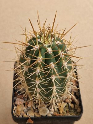 Trichocereus sp
