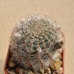 Lobivia aurea v leucomalla