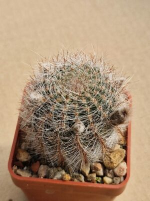 Lobivia aurea v leucomalla