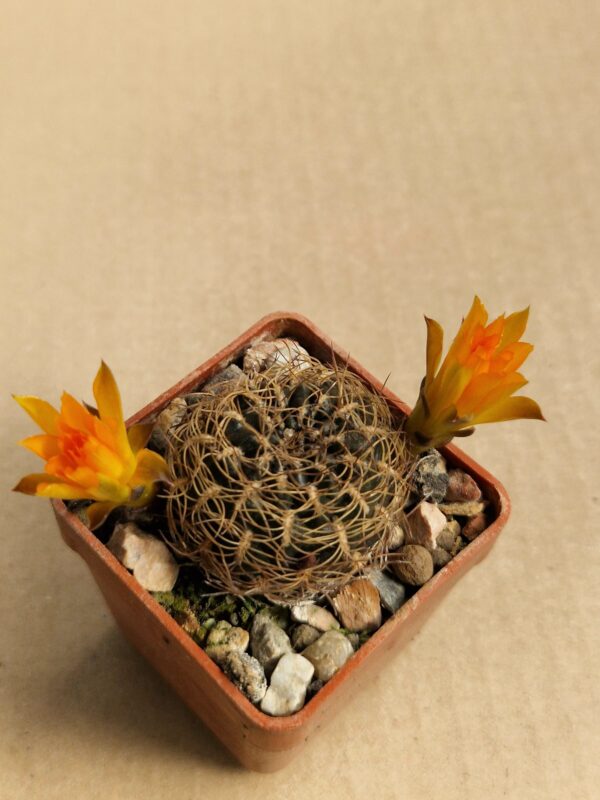 Sulcorebutia sp HS 189