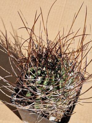 Lobivia ferox v pictiflora