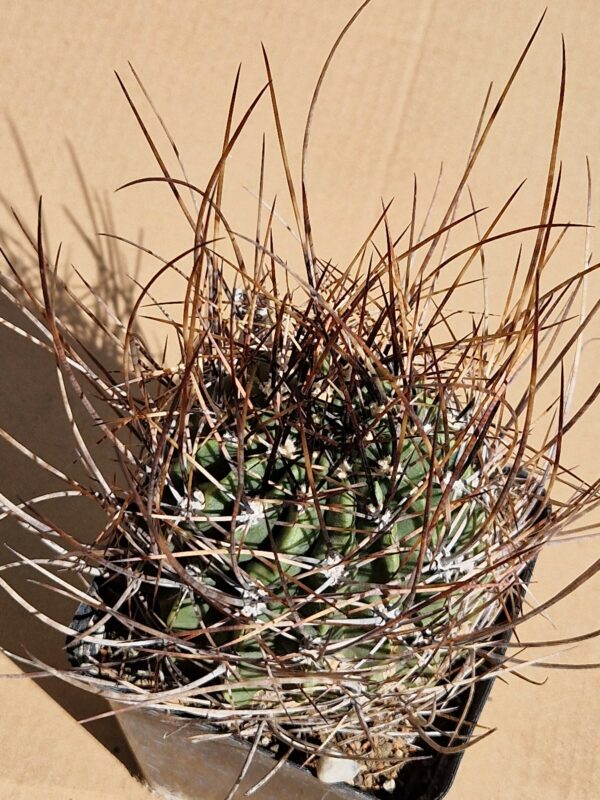 Lobivia ferox v pictiflora