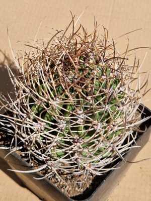 Lobivia ferox v longispina