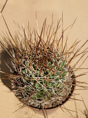 Lobivia ferox v longispina