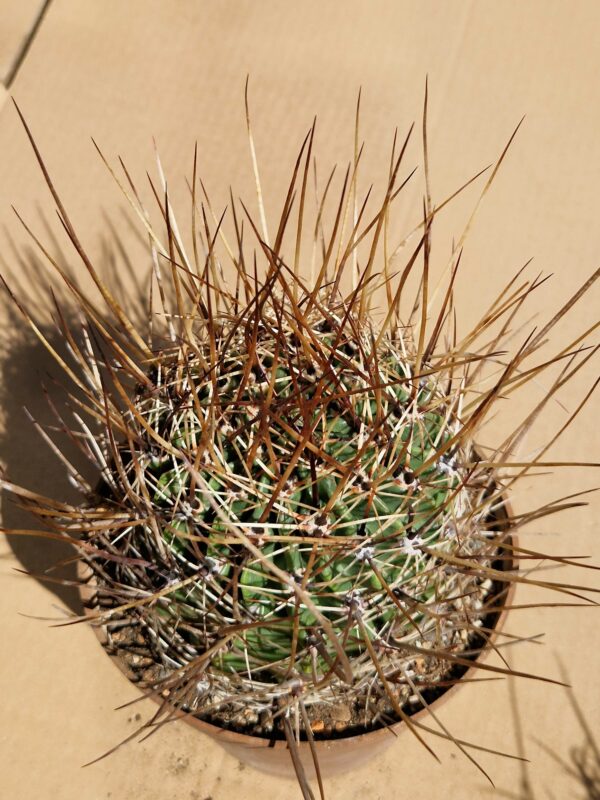 Lobivia ferox v longispina