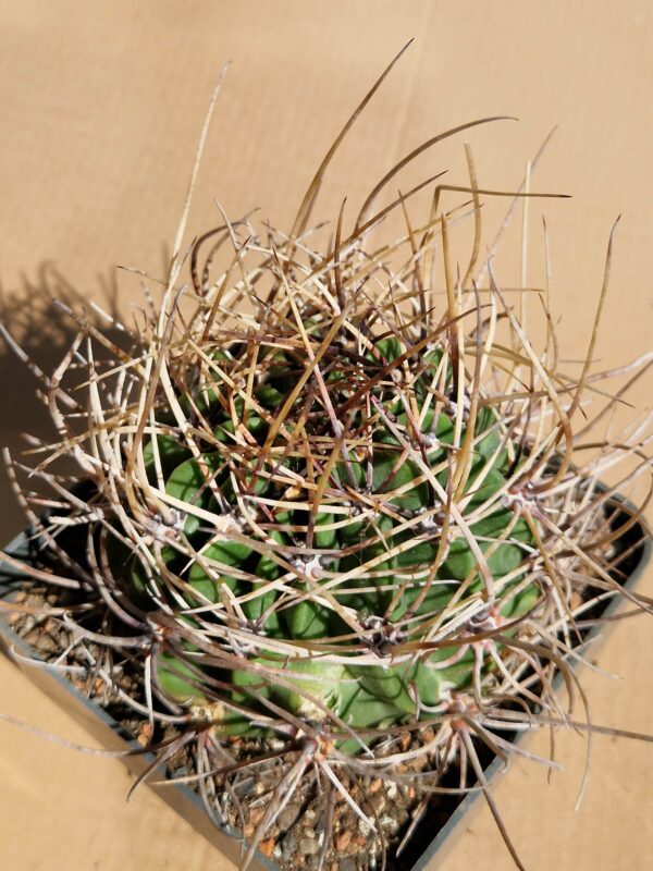 Lobivia ferox v longispina