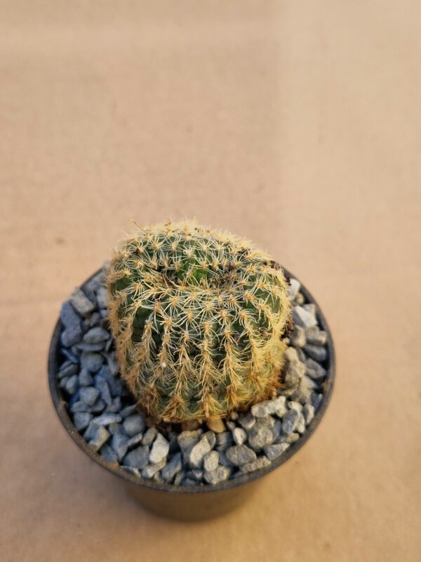 Frailea pygmaea v arbolitensis