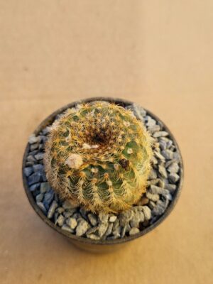 Frailea pygmaea v bruneo-mollispina