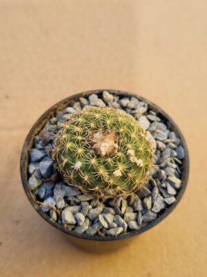 Frailea pseudograhliana