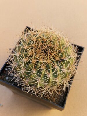 Lobivia cinnabarina v prestoana