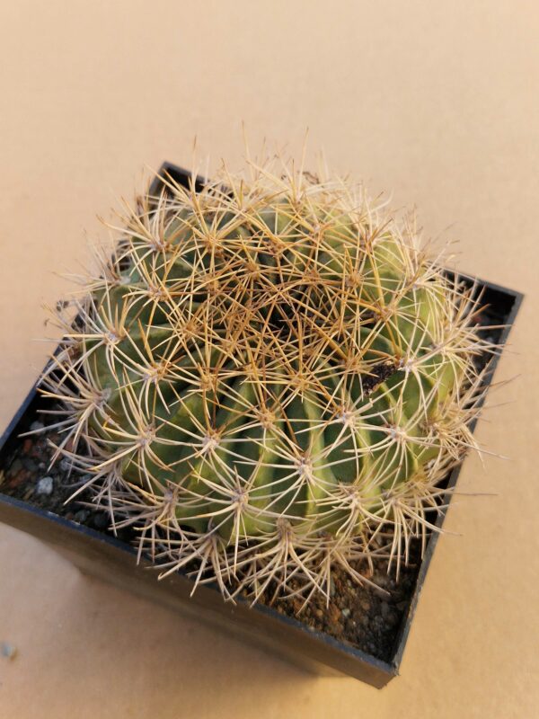 Lobivia cinnabarina v prestoana