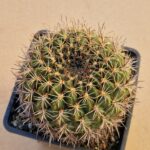 Lobivia cinnabarina v walterspiellii