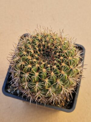 Lobivia cinnabarina v walterspiellii