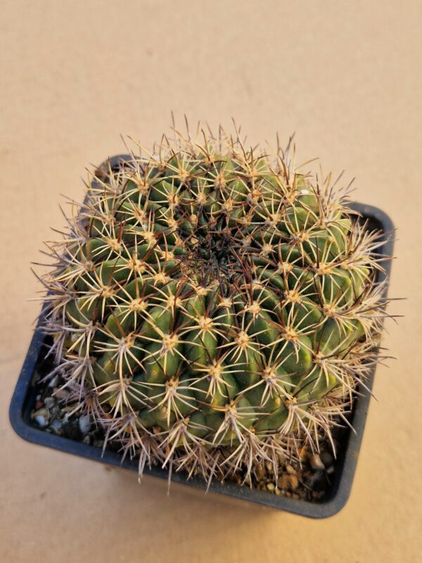 Lobivia cinnabarina v walterspiellii