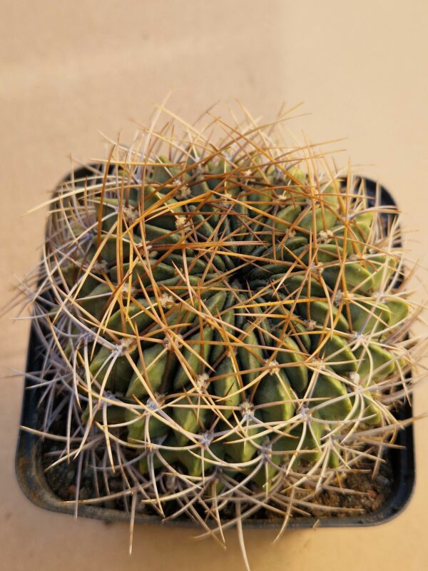 Lobivia cinnabarina v draxleriana