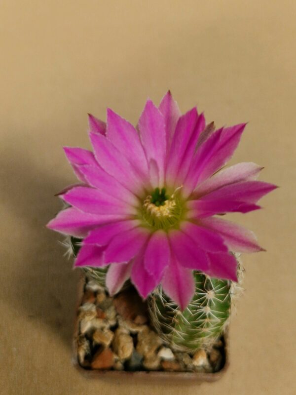 Echinocereus pamanesiorum