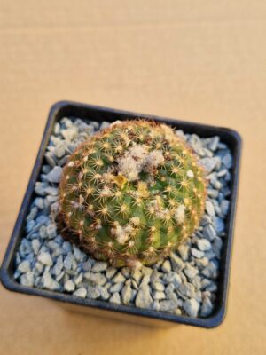 Frailea alacriportana f centralit