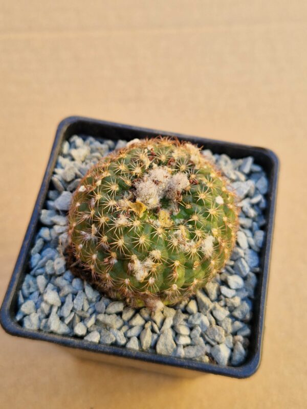 Frailea alacriportana f centralit