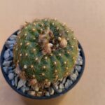 Frailea ignacionensis