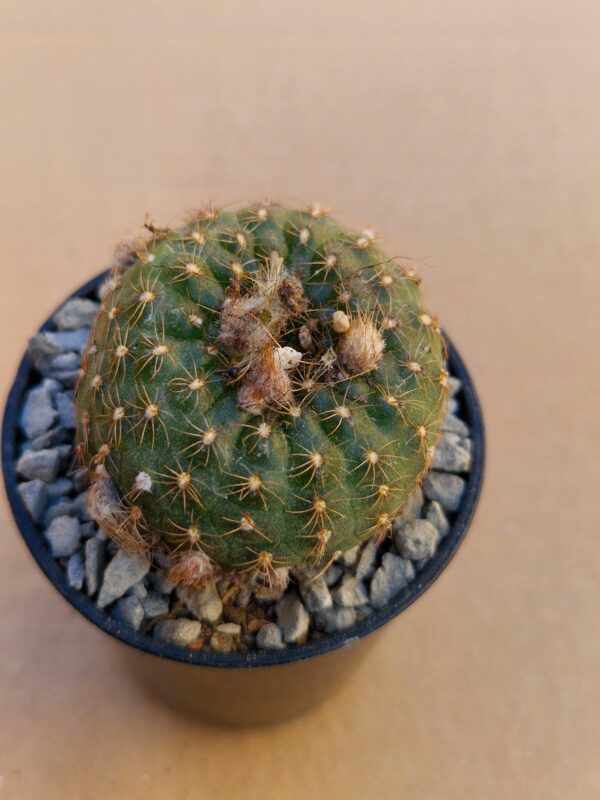 Frailea ignacionensis