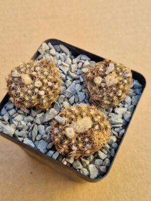 Frailea portorensis n.n.