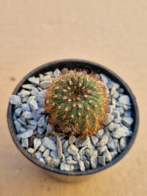 Frailea perumbilicata