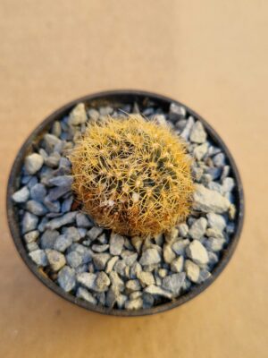 Frailea aureispina v pallidor