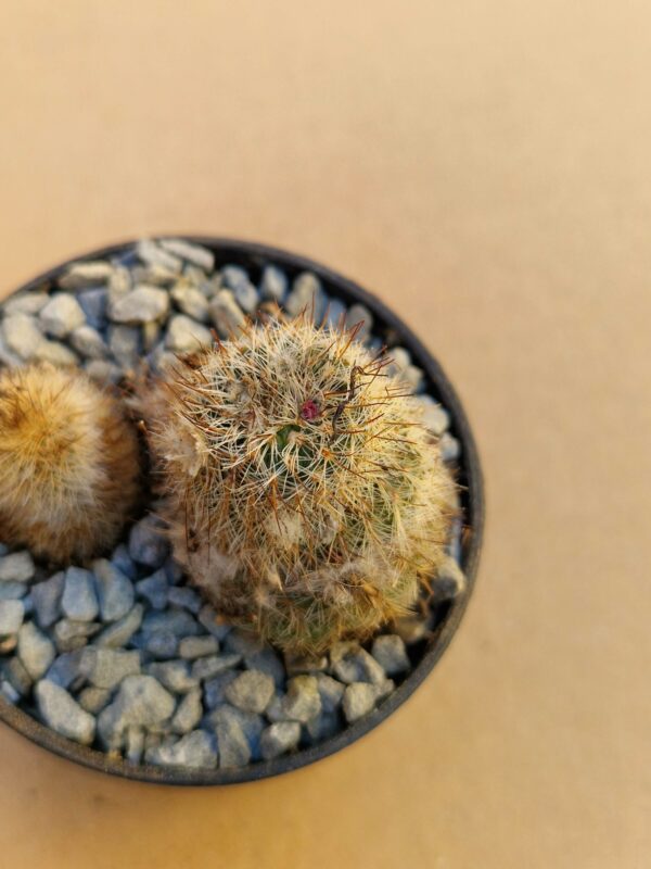Frailea horstii