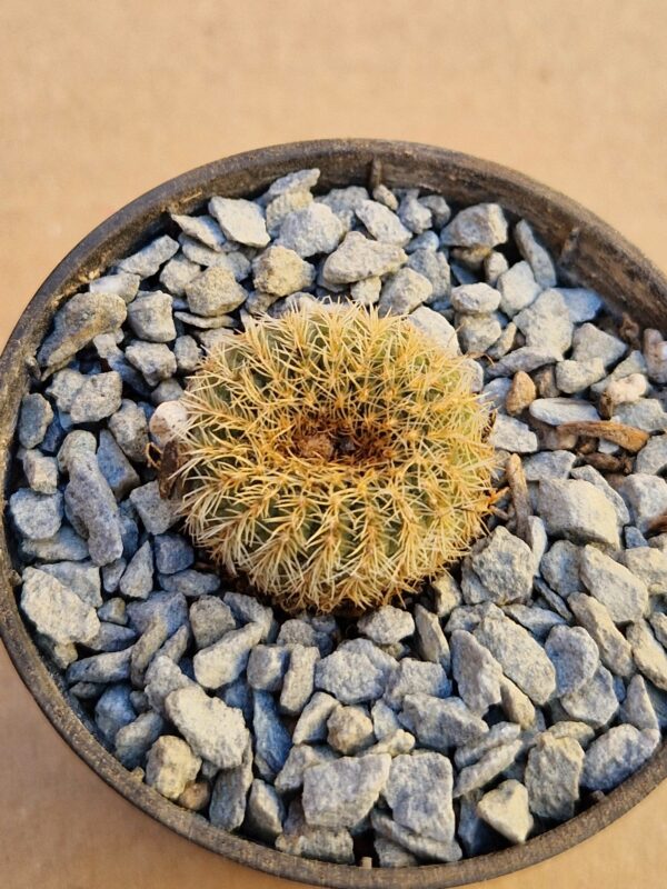 Frailea pygmaea v elegantissima