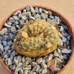 Frailea pygmaea v bagensis