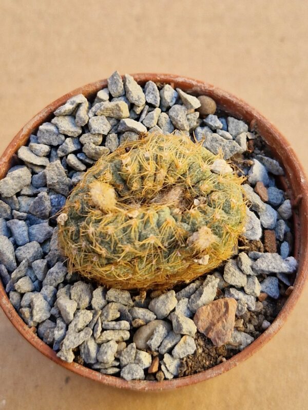 Frailea pygmaea v bagensis