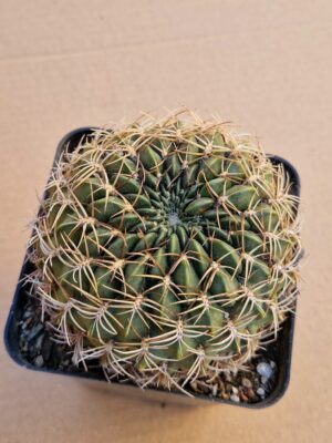 Lobivia cinnabarina v leucosyphus