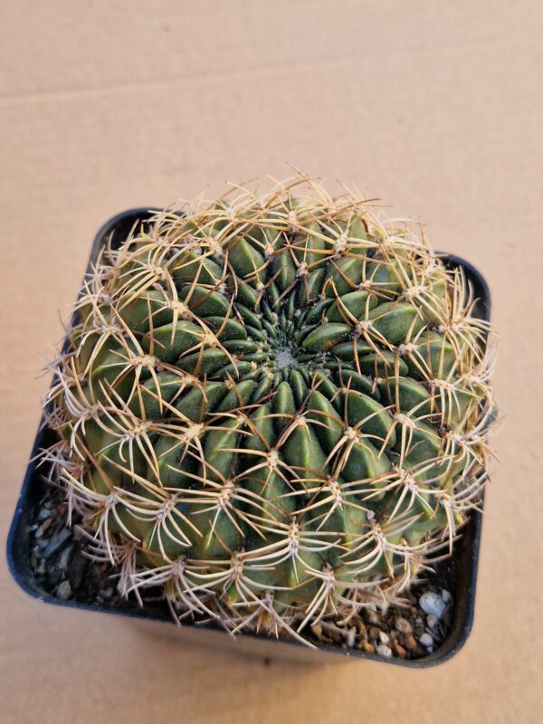 Lobivia cinnabarina v leucosyphus