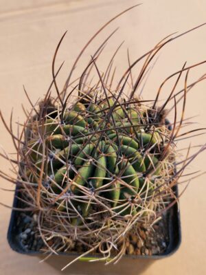 Lobivia ferox v longispina f variispina