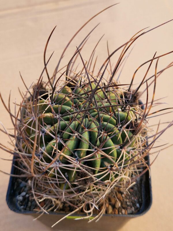 Lobivia ferox v longispina f variispina