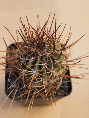 Lobivia ferox v pictiflora