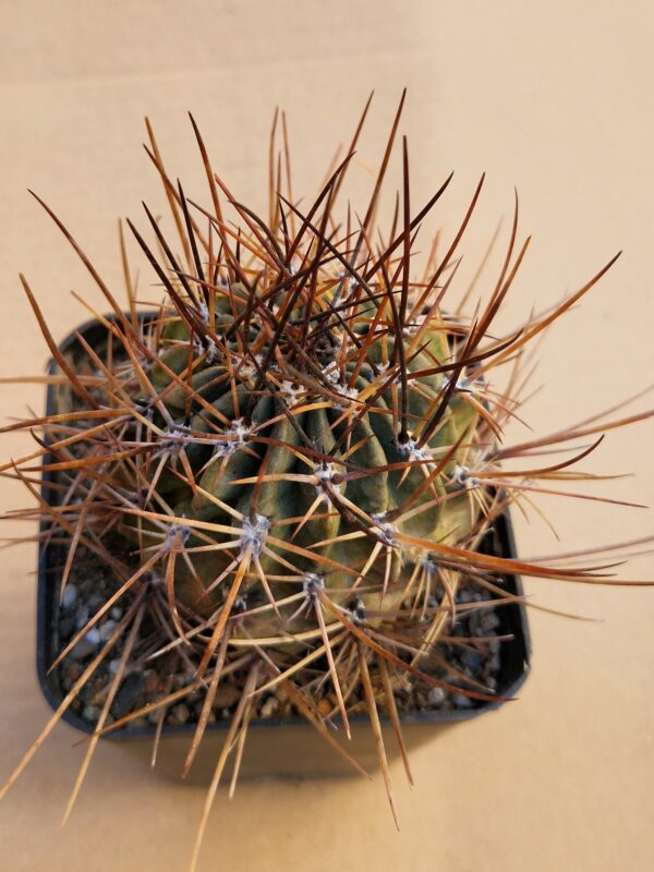 Lobivia ferox v pictiflora