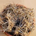 Maihueniopsis platycanthus