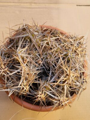 Maihueniopsis platycanthus