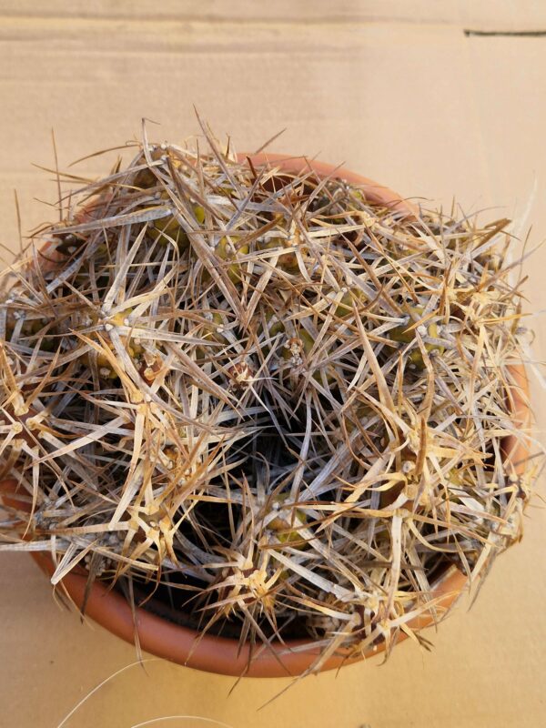 Maihueniopsis platycanthus