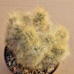 Tephrocactus lagopus