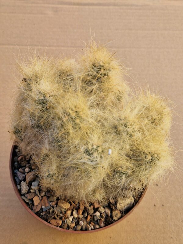Tephrocactus lagopus