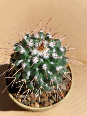 Mammillaria sp San Judro