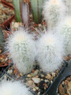 20260508_174547 Cremnocereus albispinus