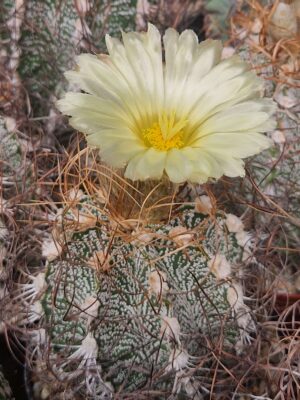 20260518_151549 semena Astrophytum crassispinoides